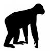 gorilla.jpg