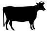 milking_cow.jpg