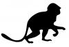monkey.jpg