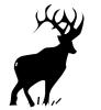 moose_standing.jpg
