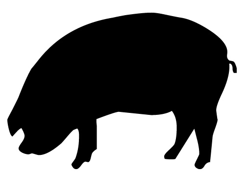 pig.jpg