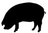 pig.jpg