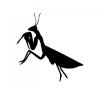 praying_mantis.jpg