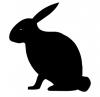 rabbit.jpg