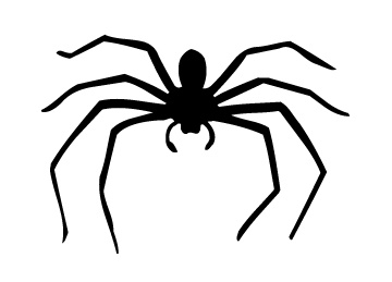 spider.jpg
