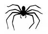 spider.jpg