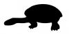 turtle.jpg