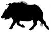 wild_boar.jpg