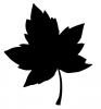 leaf.jpg