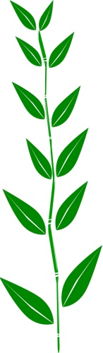bamboo.jpg