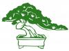 bonsai.jpg