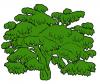 large_tree.jpg