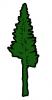 pine_tree.jpg